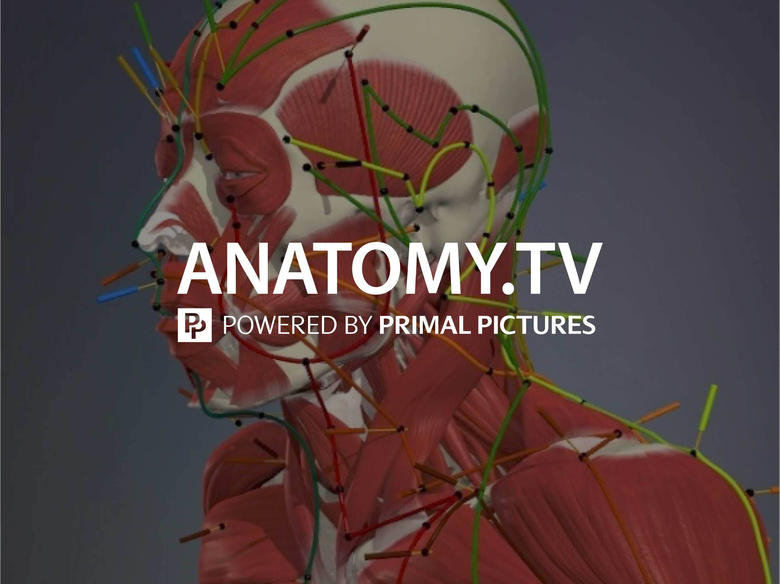مجموعه کامل مدل های سه بعدی آناتومی بدن انسان